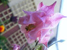 Aquilegia Double Rose & Rose