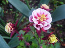 Aquilegia Winky Double Red & White