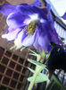 Aquilegia Double Blue