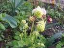 Aquilegia Winky Double White