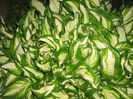 hosta