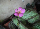 Pink Panter