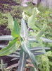 planta cartita-inflorita