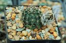 Echinocereus pulchellus ssp. sharpii