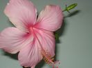DSC08086