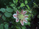 DSC03690