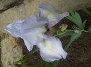 iris germanica