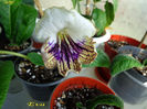 Eva (1-05-2014)