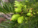 Abies nordmanniana (2014, April 28)