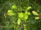 Abies nordmanniana (2014, April 28)