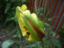 Tulipa Texas Flame (2014, April 28)