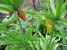 Fritillarii pe trecute