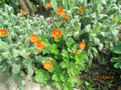 Geum Coccineum Borisi