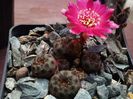 Rebutia rauschii