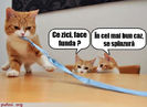 [www.fisierulmeu.ro] poza-amuzanta-poze-amuzante-pisica-s-a-spanzurat-accidental