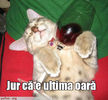 [www.fisierulmeu.ro] poze-amuzante-pisica-betiva