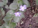 vinca major