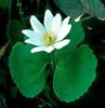 Sanguinaria canadensis