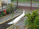 DSCN5582