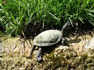 Broasca ţestoasă de apă europeană