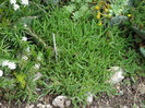 delosperma cooperi