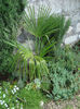 TRACHYCARPUS FORTUNEI IN PAMANT