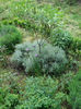 amygdalus nana