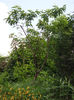 DSC05294