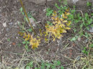 lagestroemia indica natchez