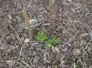 vitex agnus-castus