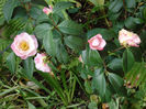 mrs tingley camelia