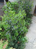 viburnum tinus