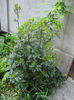 dafinul sau laurus nobilis