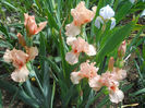 DSCN1517_023