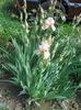 DSCN1512_018
