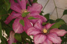 Clematis Betty Risdon