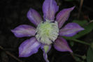 Clematis Diamantina