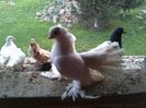IMG064
