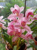 DSCN1563_069