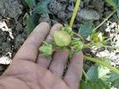 plantele din toamna 2013