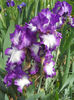 DSCN1528_034