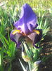 iris germanica