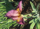 iris germanica