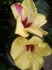 adonicus yelow