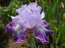 splashacata