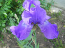 Violet musik