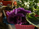 Gloxinia