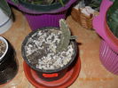 Stapelia flavirostris
