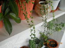 senecio