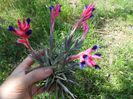 tillandsia aeranthos inflorire